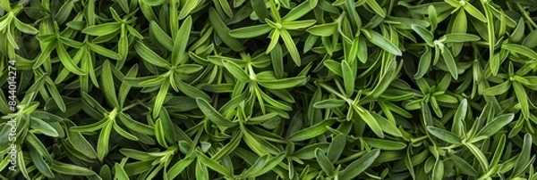 Obraz Tarragon texture background, estragon leaf banner, Artemisia dracunculus pattern, fresh herbal leaves