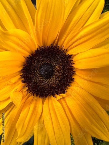 Obraz sunflower close up