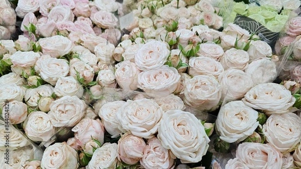 Obraz close up of cabbage