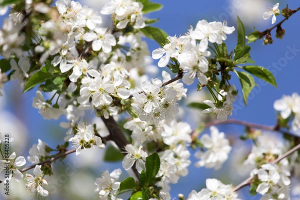 Fototapeta white flowers on a tree against the blue sky