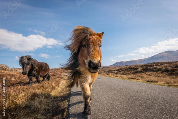 Fototapeta Wild horse in the mountains, Shetland Pony on the Isle of Uist, Scotland. United Kingdom