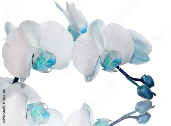 Obraz Turkusowa orchidea