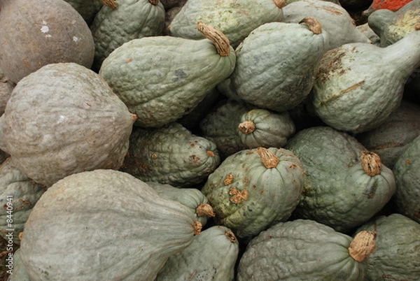 Obraz Hubbard Squash