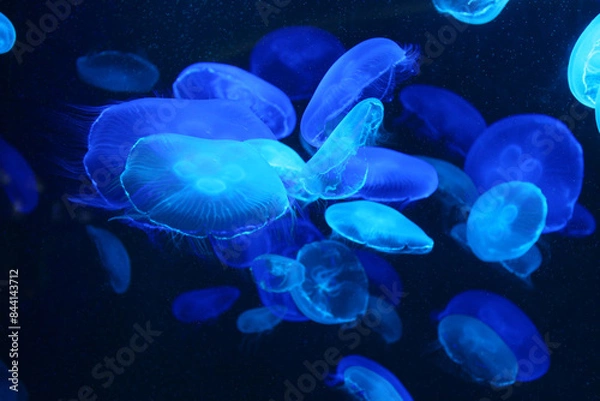 Obraz Small blue light jellyfish or medusa of bright colorful.