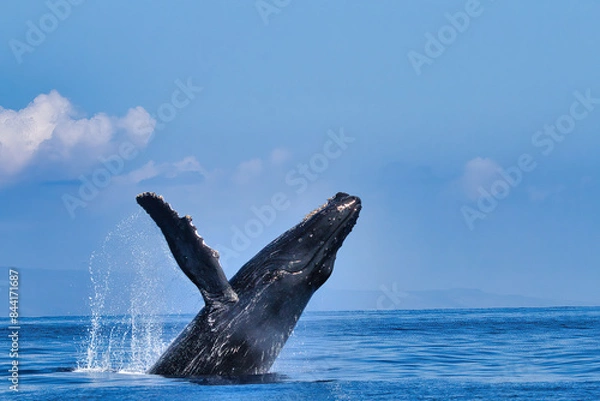 Fototapeta Explosive breach of a humpbackwhale on Maui.