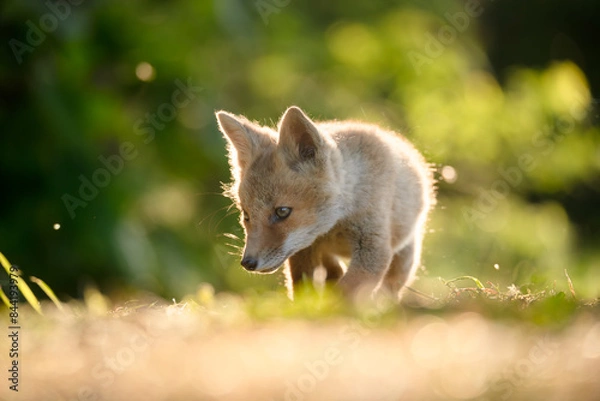 Fototapeta 歩くこぎつね