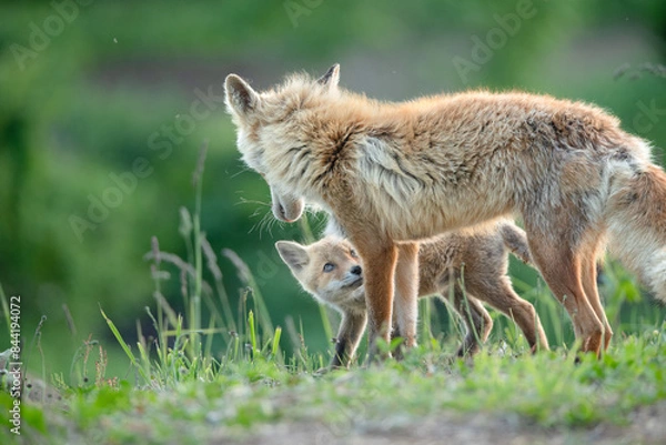 Fototapeta ママと一緒