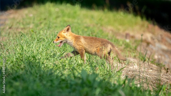 Obraz イタズラを思いついた