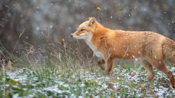 Obraz 初雪とキタキツネ