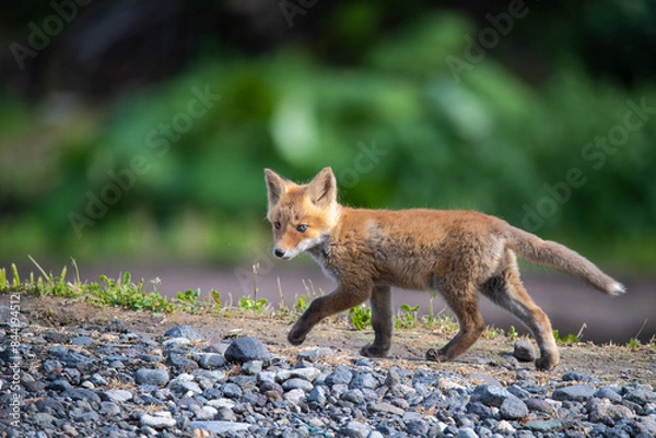 Obraz 歩くこぎつね