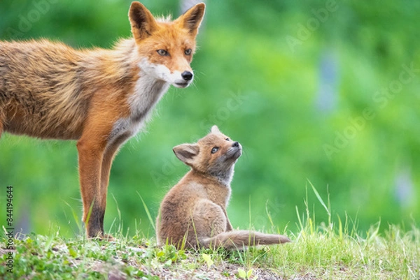 Obraz ママと一緒