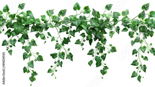 Fototapeta Delicate Creeper with Tiny Leaves Isolated on Transparent or White Background, PNG