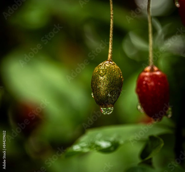 Obraz Barley trees, rain, raindrops, agriculture, crops, fruits, gardens,