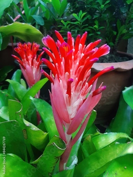 Obraz Vibrant Red and Pink Bromeliad Flower