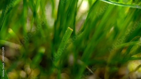 Obraz Grass closeup background