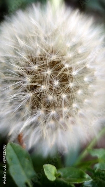 Obraz Dandelion head closeup