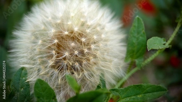 Fototapeta Dandelion head closeup background