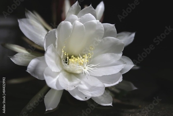 Obraz Queen of Night flower with dark background
