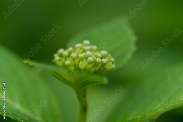 Fototapeta 紫陽花のつぼみをマクロレンズで撮影