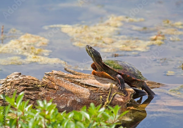 Fototapeta Painted Turtle