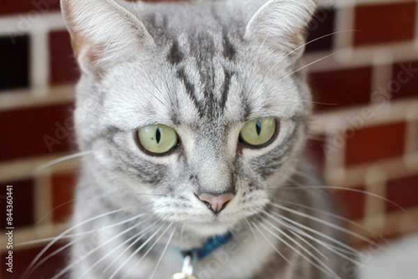 Obraz portrait of a cat