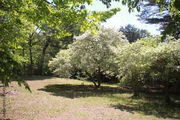 Obraz spring in the park