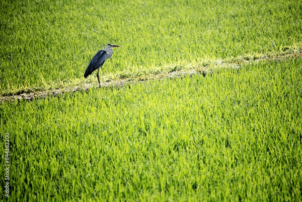 Obraz heron on the grass