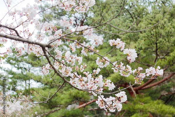 Obraz cherry tree blossom