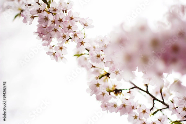Obraz tree blossom