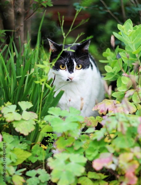 Obraz cat on the grass