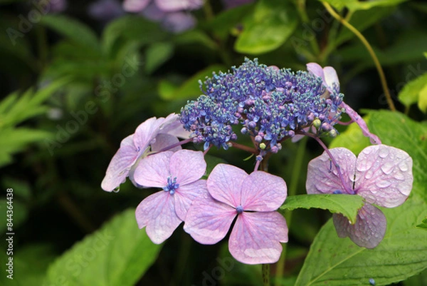 Obraz japanese hydrangea