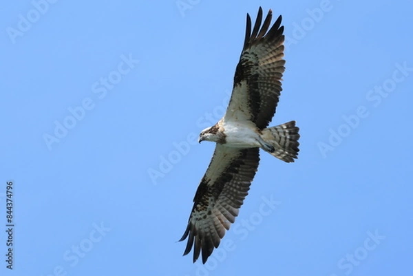 Obraz Osprey　ミサゴ