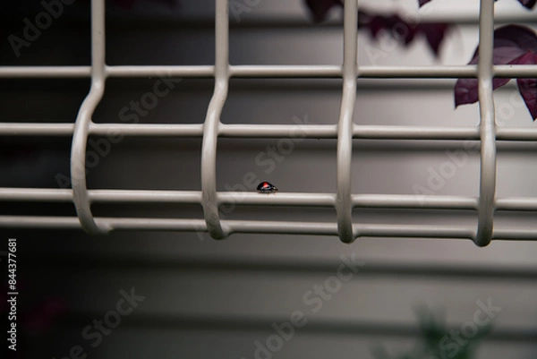 Fototapeta フェンスを歩く黒と赤のてんとう虫