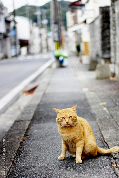 Obraz cat on the street
