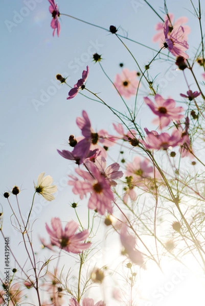 Obraz cosmos flowers in the wind