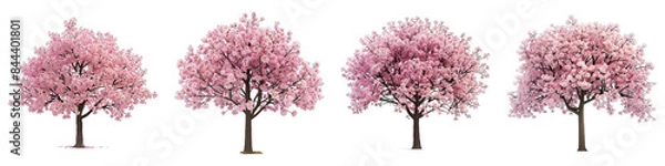 Fototapeta Set of Spring Cherry Blossom Tree isolated on transparent png background. Generative ai