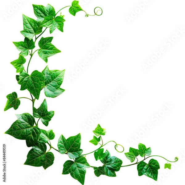 Fototapeta Vibrant Green Vine with Delicate Leaf Designs on White Background