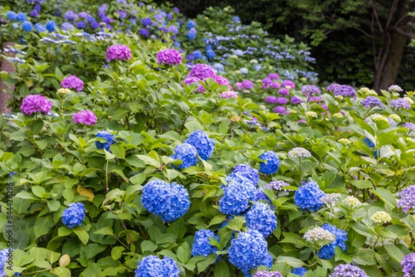 Fototapeta 飛鳥山公園の紫陽花