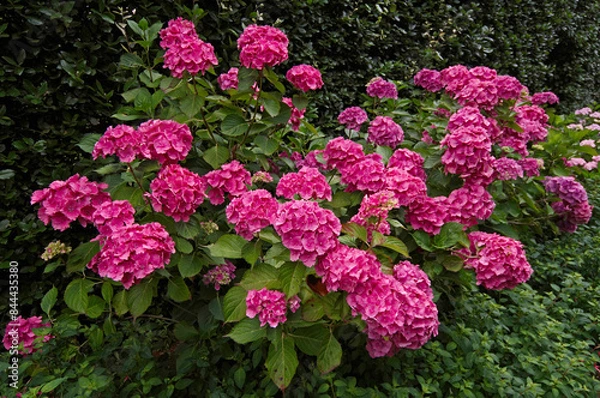Fototapeta An impressive pink lace cap Hydrangea macrophylla
