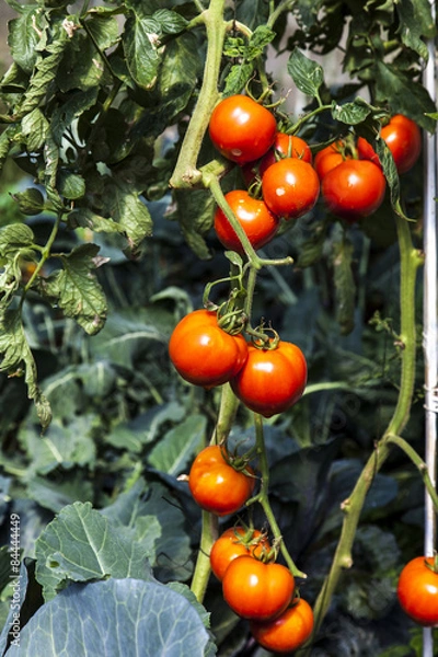 Obraz Ripe tomatoes
