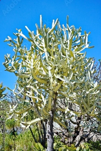 Fototapeta Euphorbia lactea 'White Ghost'