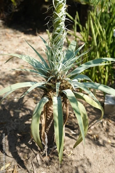 Fototapeta Fox tail agave 