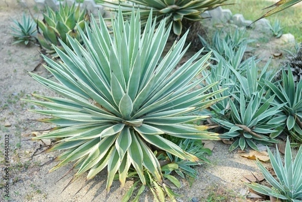 Obraz Agave angustifolia 'Marginata' (Caribbean Agave)