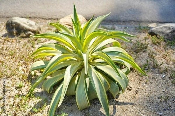 Obraz Variegated Smooth Agave