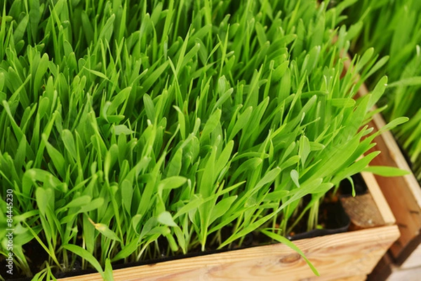Obraz barley grass