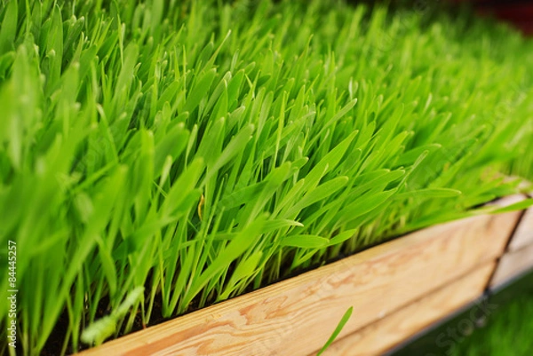 Obraz barley grass