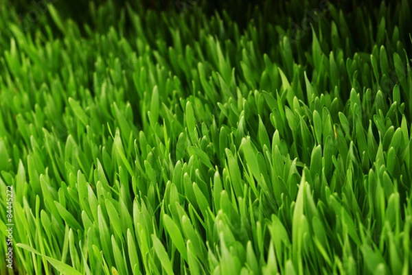 Obraz barley grass