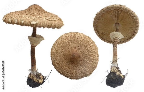 Obraz Macrolepiota procera