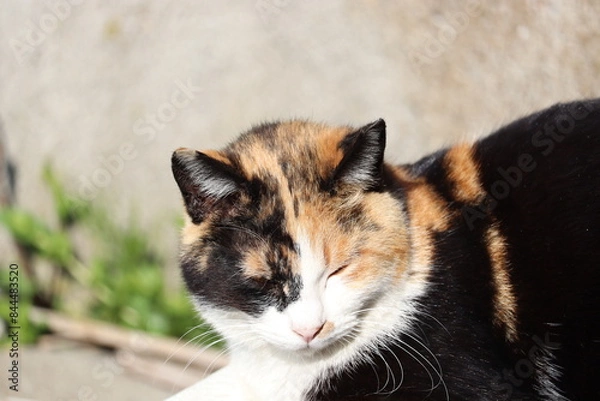 Fototapeta 野良猫