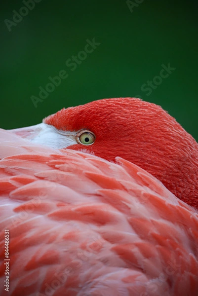 Fototapeta Ein Flamingo